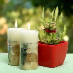 Lucky Bamboo With Scented Candles